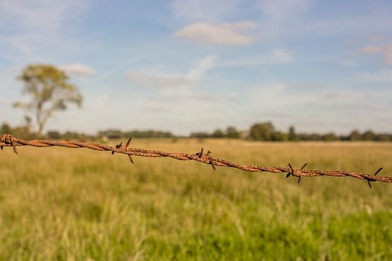 Fotografie einer sommerlichen Wiese. Im Vordergrund Stacheldraht, im Hintergrund ein einzelner Baum