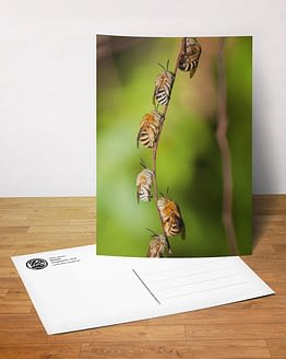 Postkarte - Bienen I
